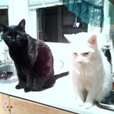 Karrie's Caretaking Pet Sitting Services seeking new clientele