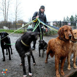 Professional and Reliable Dog Walker-East Bay