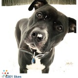 Animal care
