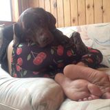 Montreal Dog Walker and Cat Sitter in need of furry friends!
