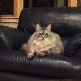 Job Posting: a Kind, Honest Cat Sitter in Sisters