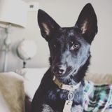 Oceanside, California Animal Lover Opportunity