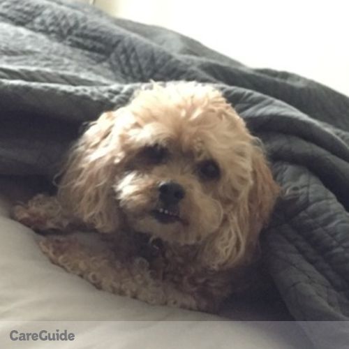 Pet Care Job DebySue W's Profile Picture