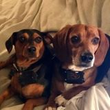 Hiring: A pet sitter in Shepherdstown for a multi pet family.