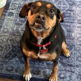 Searching for House and Pet Sitter