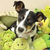 House and Pet Sitter, serving Fairfield Cty and Westchester Cty