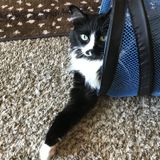 Interested In Dallas Animal Caregiver Jobs