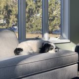 Passionate Pet Caretaker for Your Home!