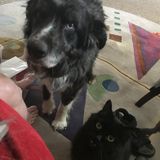 Dependable, mature help for pet & homesitting.
