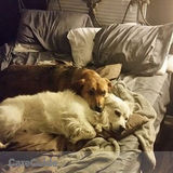 Two loving dogs are looking for a loving sitter :)