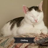 Available: Careful Pet Sitter in Jackson