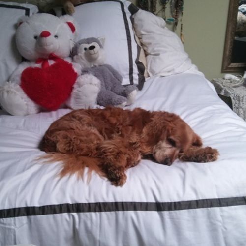 House Sitter Provider Laura W's Profile Picture
