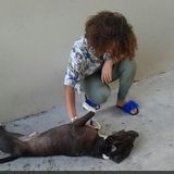 Sarasota Dog Walker Seeking Job Opportunities in Florida