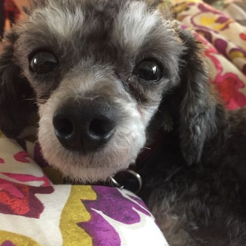 Pet Care Job Shannon Emberly's Profile Picture