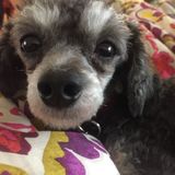 Little poodle looking for a walk and some love