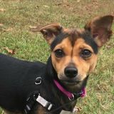 Available: Experienced dog walker and sitter