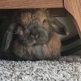 Opportunity for Chicago, Illinois Rabbit sitter