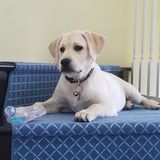 Full Time Dog Sitter