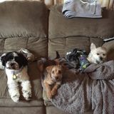 Waterville Dog Sitter Looking For Work