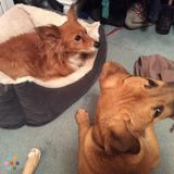 Pet sitting, cat visits, and dog walking