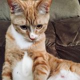 Cat owner!