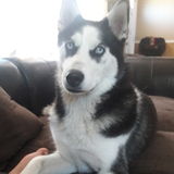 Looking for a pet sitting job