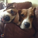 Loveable Dog Caretaker