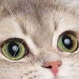 Dedicated Pet Sitting Professional Available Immediately