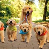 Quality pet services