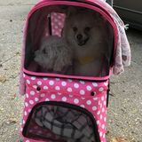 South Bend Animal Caregiver Looking For Being Hired in Indiana