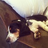 Troy Area Pet Sitter