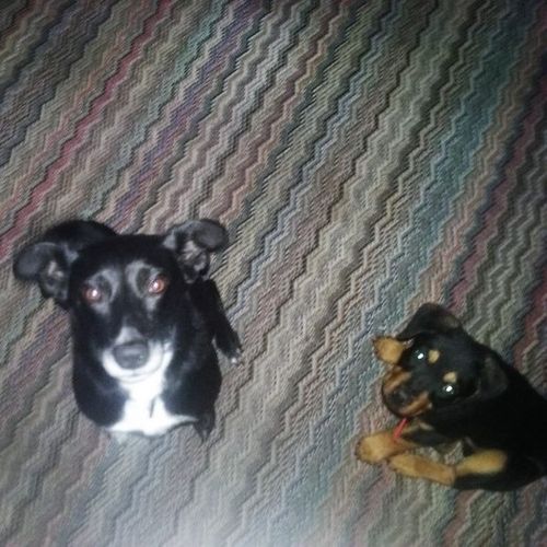 House Sitter Provider Angela A's Profile Picture