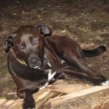 1 Dog Needs A Visit On 5/6/2017.