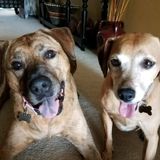 Searching for Caring and Fun Dog Walker for 2 Very Sweet Pups