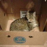 Wanted cat lover: To pet me, feed me and listen to my meows.