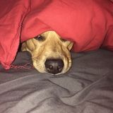 I love and respect all animals. My very best friends are animals I would love to care for yours