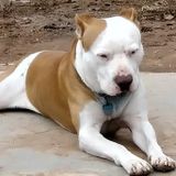 Passionate Pet Sitting/Dog Boarding Professional in El Paso