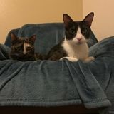 Very experienced resident manager and home sitter couple ready to work! We love pets too!