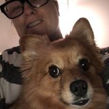 I have a Pomchi named Foxy that is 6 years old and I would love to play and walk your puppy