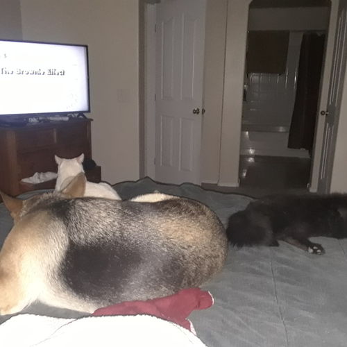 Pet Care Provider Jennifer T's Profile Picture