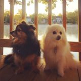 Two pomeranians need a friend while their mom is away!