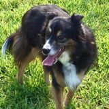 Looking for a someone to feed my dog when I'm away