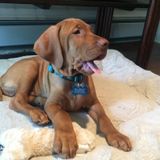 Puppy Sitter Wanted near Providence