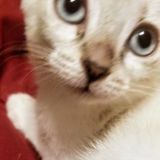 Caring Pet Sitter Available Now!