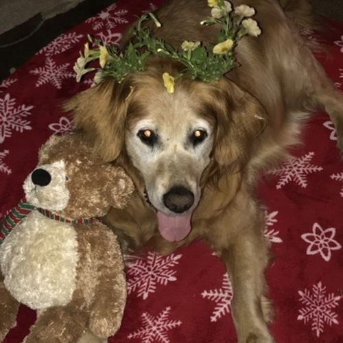 Pet Care Job Mary Anderson-Jabs's Profile Picture