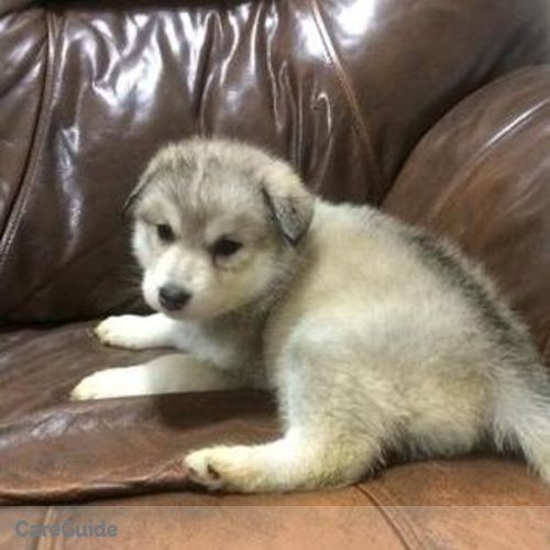 Pet Care Provider Michelle H's Profile Picture