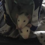 Rats are your friends