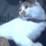Pet sitting for my Calico girl Gypsy