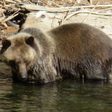 Looking For Housitting Thes Last 2 Weeks Of January ..We Love Animals