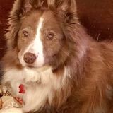 Experience and professionally trained pet sitter